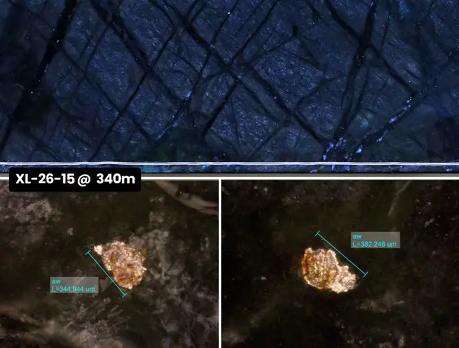 Visible awaruite (Ni₃Fe) grains, up to 382 microns, in drill core from discovery hole XL-26-15 at Alloy Max North (340 metres). The bright, metallic grains are awaruite, the naturally magnetic nickel-iron-cobalt alloy that the ONSHORE MAX™ process recovers and concentrates.