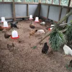 Island Passage Exploration, Isina Resource Holdings, and Kyeema Foundation Launch the “Golden Flock” Village Chicken Project to Bring Healthy Local Protein to the People of the EL02 Project in Bougainville