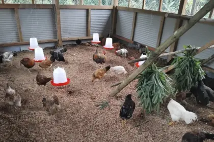 Island Passage Exploration, Isina Resource Holdings, and Kyeema Foundation Launch the “Golden Flock” Village Chicken Project to Bring Healthy Local Protein to the People of the EL02 Project in Bougainville