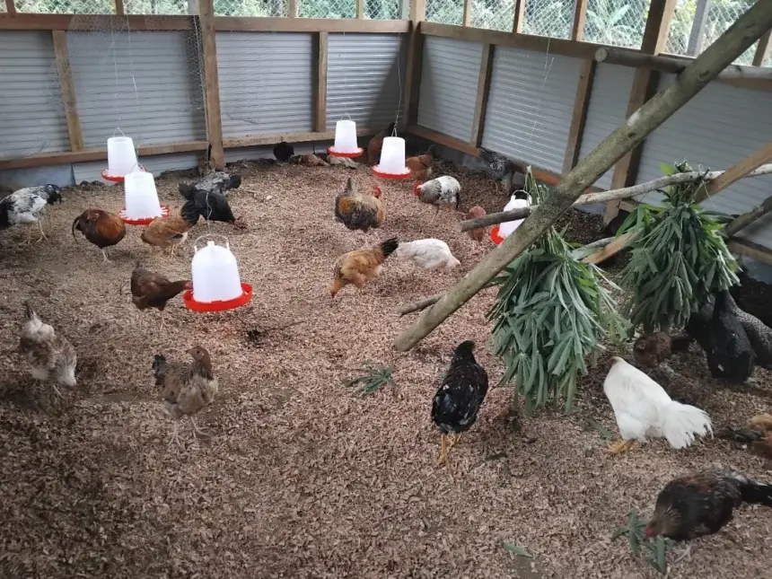 Island Passage Exploration, Isina Resource Holdings, and Kyeema Foundation Launch the “Golden Flock” Village Chicken Project to Bring Healthy Local Protein to the People of the EL02 Project in Bougainville